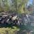 Free firewood logs Ash 4-6’ long 1 thumbnail