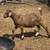 Dapple Boer goats 3 thumbnail