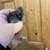 Silkie chicks 3 thumbnail