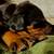 Beautiful Black/Rust Doberman Puppies 1 thumbnail