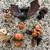 Halloween - Rucus Studio/Bethany Lowe Ornaments (Set of 6) 1 thumbnail