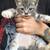 Two Gray Kittens needing a forever home 4 thumbnail
