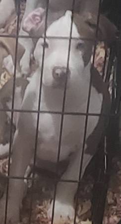 12 week old pup63824691534081120