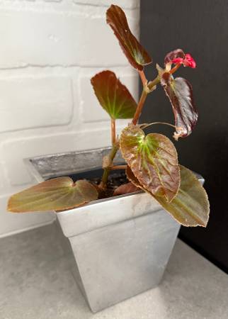 Blooming Wax Begonia in a Metal Pot 1