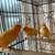 Orange Canary Birds for sale 4 thumbnail