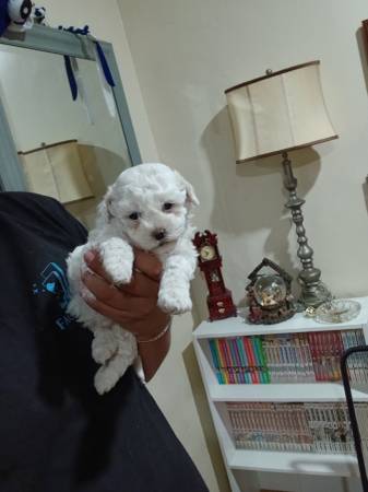 Miniature poodle 1