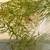 Desktop Jarrarium – Cherry Shrimp + Plants + Marimo 5 thumbnail