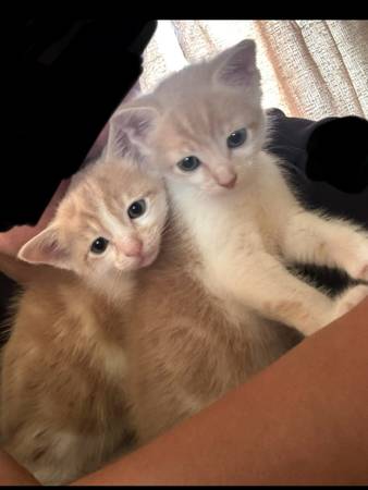 Pareja de gatitos emparejados disponibles63670004598275121