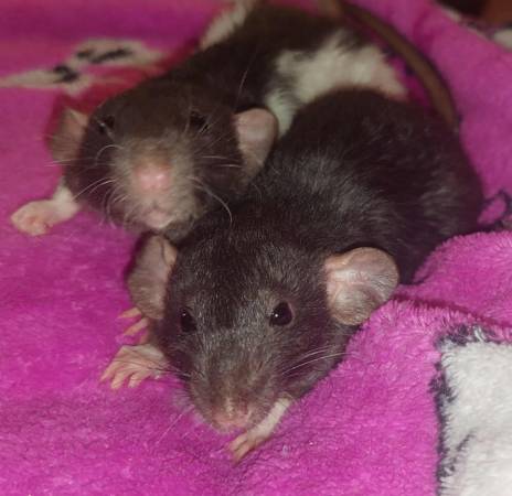 Hermanas Dumbo (SeaTac)63853557581953123
