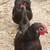 Laying hens 2 thumbnail