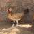 Gamefowl hen 2 thumbnail