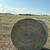 2025 Fresh Horse Hay Coastal or Sudan “Delivery” 11 thumbnail