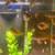 Jewel Cichlids Fresh Water Aquarium Fish 1 thumbnail