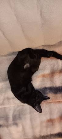 Free kitten63671518651009120