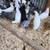 Creasted Cream Legbars Pullets 2 and a half months old Chickens. Vaccinated for 4 thumbnail