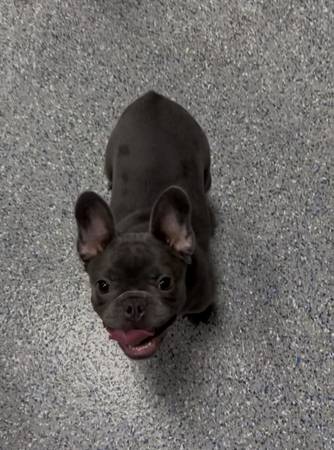 5 month old female Frenchie adoption (Southgate)63865302368387121