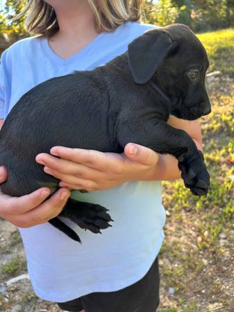 Black lab 1