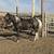2 yo Paint Colt / Horse 2 thumbnail