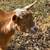 Nigerian dwarf goats 1 thumbnail