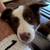 8 week old border collie male for sale 6 thumbnail