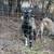 Kiko Goat Bucklings 2 thumbnail