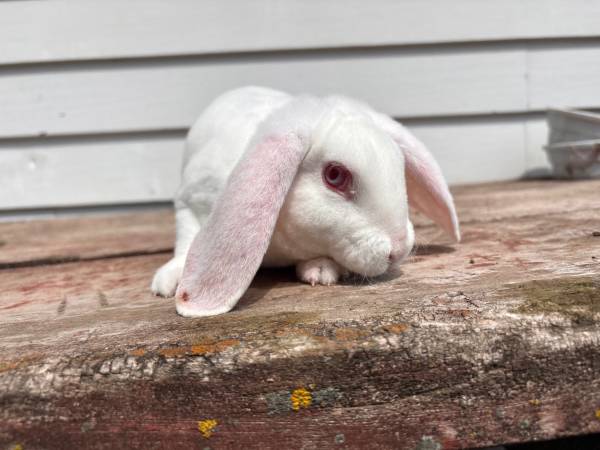 Bunny 1