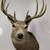 Vintage Whitetail Deer 1 thumbnail