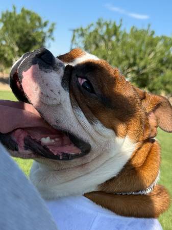 Cachorro de bulldog inglés micro (Las Vegas NV)63907184992898121