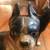 Hubley Boston Terriers cast iron circa 1920 Lancaster PA 2 thumbnail