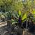 Patio Tree 16 thumbnail