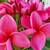 Red Plumerias On Sale 1 thumbnail