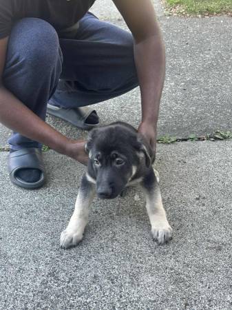 GS y malinois de Bélgica63874560717441120