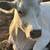 Bred White park cow 3 thumbnail