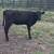3 Weaned Beef Calves 1 thumbnail