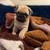 pug puppy 15 thumbnail