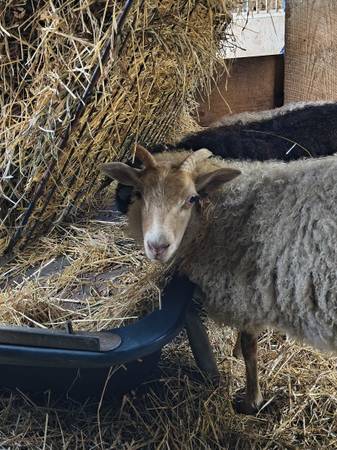 Icelandic ewe lamb 1