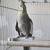 Cockatiel 2 thumbnail