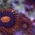 reef coral SPS, LPS, Zoas 3 thumbnail