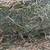 Alfalfa third cut 6 thumbnail