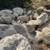Large MOSS Rocks, Boulders- Landscaping, Waterfall, Property Divider 15 thumbnail