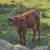 ( Cow )Highhorn Heifer calf 4 thumbnail