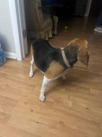 FOUND BEAGLE 9/28/2025 - LOOKING FOR OWNER (Bowie Laurel Road MD)63897786448258122