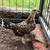 Old English game bantam pair for sale. 2 thumbnail