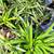 5 Spider Plants for the Price! 2 thumbnail