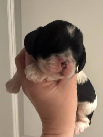 Cocker spaniel super BEAUTIFUL 1