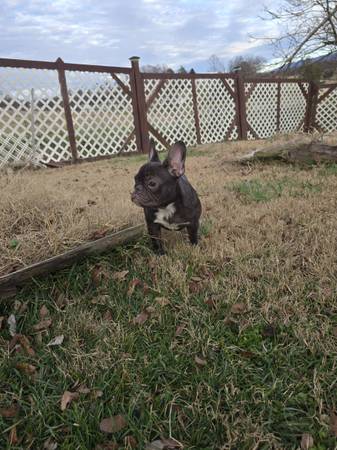 AKC registered French bulldog pup 1