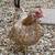 Sweet 4-Year-Old Serama Hen Looking for a New Home 1 thumbnail