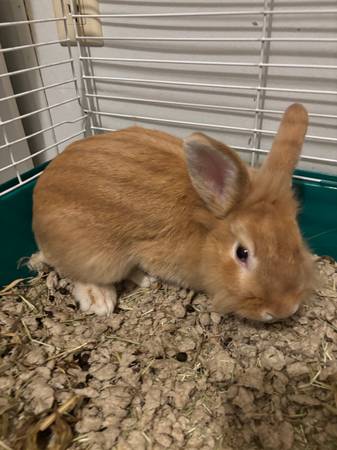 Lion head bunny (Elkhart)63936013313155122