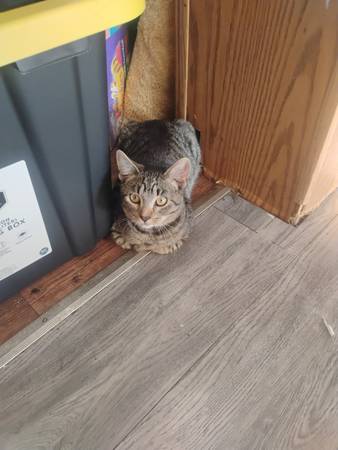gatitos de 6 meses63815650395395121