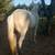 Palomino gelding 3 thumbnail